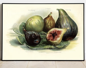 French Figs Botanical Art Print: John Wright 1891 (Digital Download)