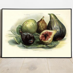Digital, 1891, French Figs, John Wright, INSTANT DOWNLOAD, fruit print, kitchen print, botanical art, fig illustration