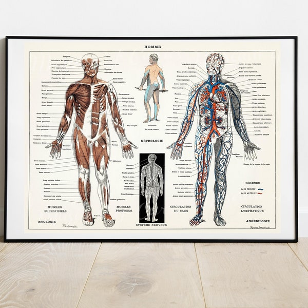 Digital, 1900 Human Nervous and Muscular System, Larousse encyclopedia, Human anatomy, INSTANT DOWNLOAD