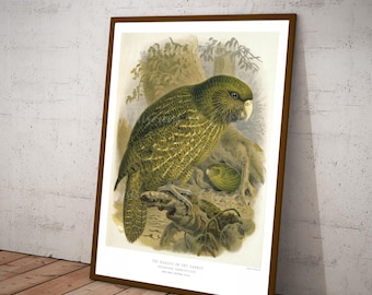 Digitalbild Kakapo, Eulenpapagei, neuseeländischer Vogel, grün, 1870er Jahre John Gerrard Keulemans, SOFORTIGER DOWNLOAD