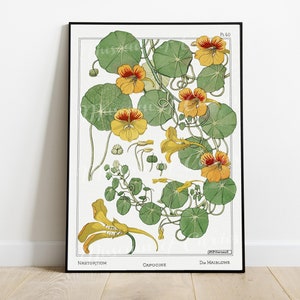 Impresión digital, 1896 Cromolitografía, Capucine / Capuchina, DESCARGA INSTANTÁNEA, Maurice Pillard Verneuil, Art Nouveau
