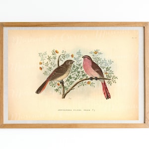 Digital, 1877, Finch Print, DOWNLOAD INSTANTÂNEO, Finch de Przevalski, ex-libris ornitológico britânico, para impressão