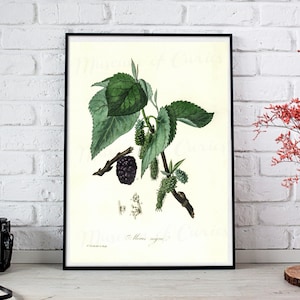 Digital, 1836, Black Mulberry (Morus Nigra), Medical Botany, INSTANT DOWNLOAD, Kitchen print, Printable fruit