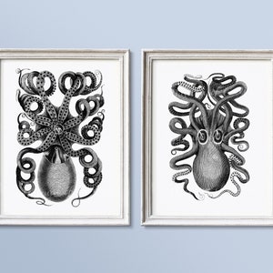 May include: Two black and white illustrations of octopuses with their tentacles curled around their bodies. The illustrations are framed in white.