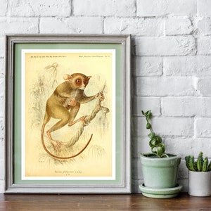 May include: Vintage illustration of a Tarsius philippinensis, a small primate with large eyes, sitting on a branch. The illustration is in shades of brown and beige, with a light green background.