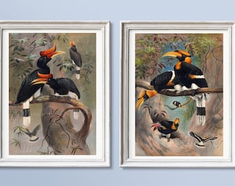 Hornbill Bird Print Set: Vintage Joseph Wolf Illustration (Digital Download)