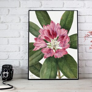 Digital, 1932 print, Mountain Rose-Bay flower, Mary Vaux Walcott, INSTANT DOWNLOAD, printable flower