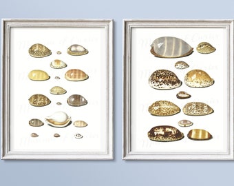 Digital, Two Cowrie Shell Prints by Johann Gustav Hoch, 1700s, INSTANT DOWNLOAD, seashells