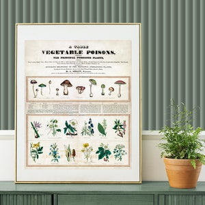 Digital, 1840-50, Carta Botánica, Tabla de Venenos Vegetales, Plantas Venenosas, Hongos Venenosos, DESCARGA INSTANTÁNEA, George Madeley