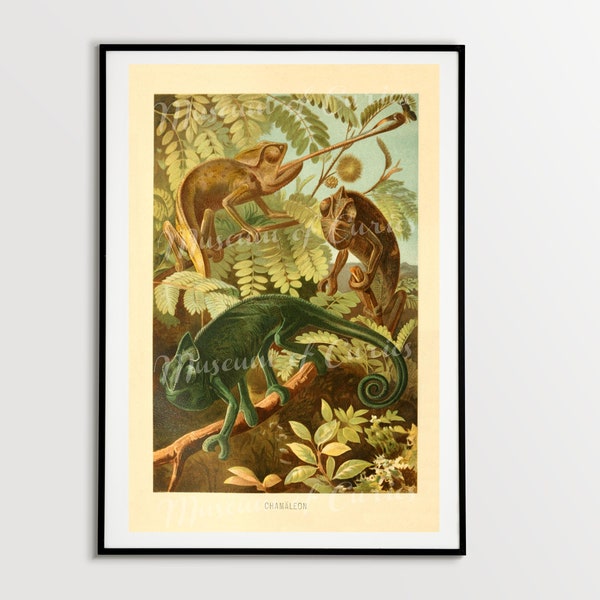 Digital, 1900, Green Chameleons, Alfred Edmund Brehm, Animal Kingdom, INSTANT DOWNLOAD