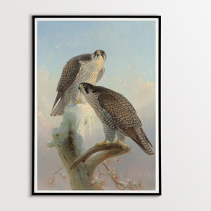Digital, 1866, &#39;Norwegian Gyrfalcon&#39;, Joseph Wolf, German wildlife artist, INSTANT DOWNLOAD, Three Sizes