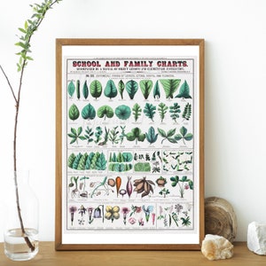 Digital, 1862, School and Family Charts, Botany Chart X1X Botanical: Vormen van bladeren, stengels, wortels en bloemen, INSTANT DOWNLOAD