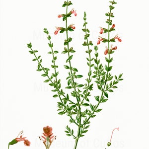 Digital, 1800s, Herb Set, Parsley, Sage, Rosemary and Thyme, Scarborough Fair, Herbal Print Set, INSTANT DOWNLOAD, Botanical Art image 6