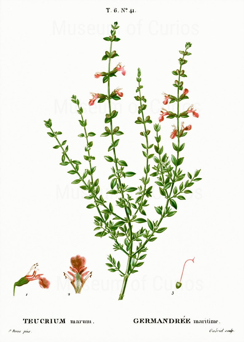 Digital, 1800s, Herb Set, Parsley, Sage, Rosemary and Thyme, Scarborough Fair, Herbal Print Set, INSTANT DOWNLOAD, Botanical Art image 6