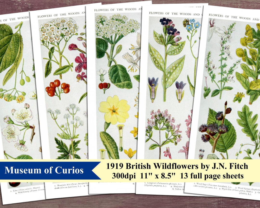 british wild flowers in relation to ‥ Wild Flowers of the British Isles Set #3- 5x7 Inches