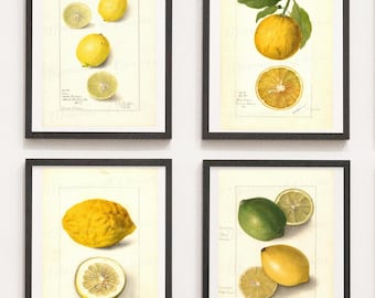 Digital, Set #3, Four Citrus Lemon Prints, INSTANT DOWNLOAD, 19th century botanical art, farmhouse kitchen print