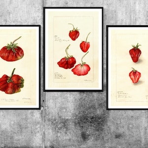 Digital, 1899, Farmhouse Kitchen print, Three Strawberries by D.G Passmore, printable home decor, INSTANT DOWNLOAD, botanical illustrations