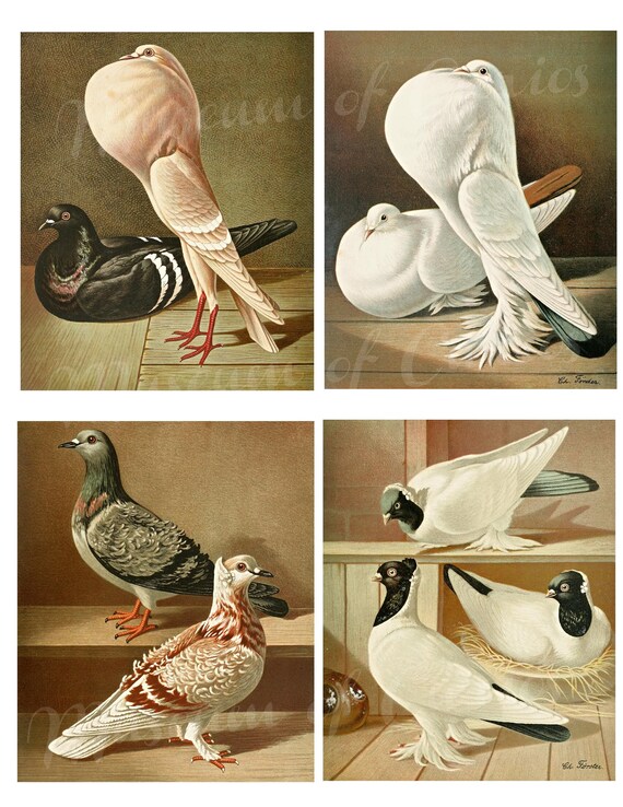 Digital, German Pigeon Collection, Gustav Prutz, 40 X Jpgs, Late