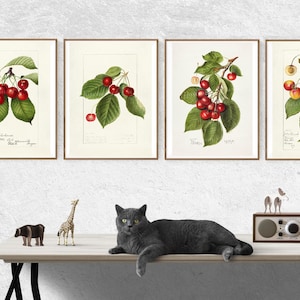 Puede incluir: Cuatro estampados botánicos enmarcados de ramas de cerezo con cerezas rojas y amarillas. Los estampados están colgados en una pared blanca sobre una mesa con un gato gris, una figura de jirafa y una radio.