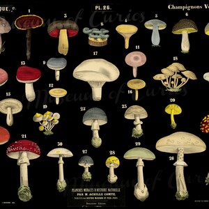 Digital, Mushrooms Botanical Chart, INSTANT DOWNLOAD, Educational, 30 types, printable home decor image 2
