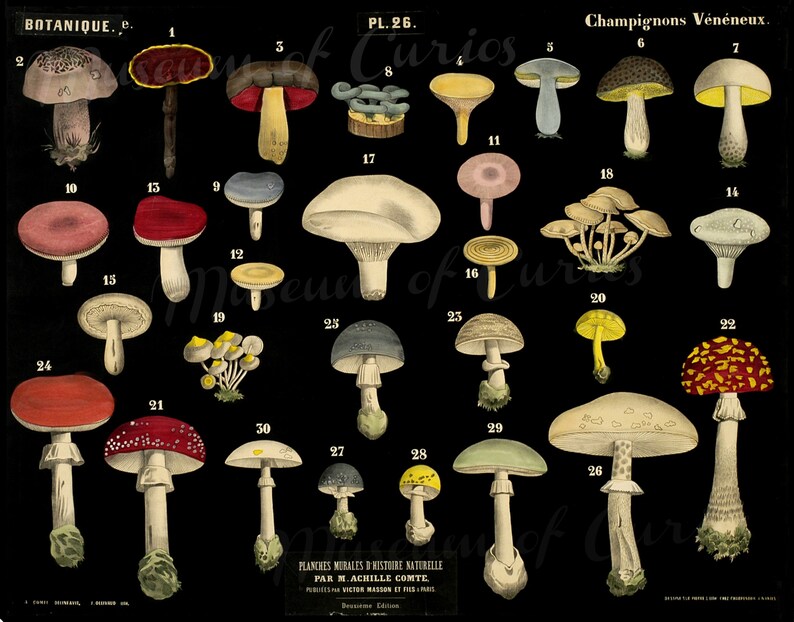 Digital, Mushrooms Botanical Chart, INSTANT DOWNLOAD, Educational, 30 types, printable home decor image 2
