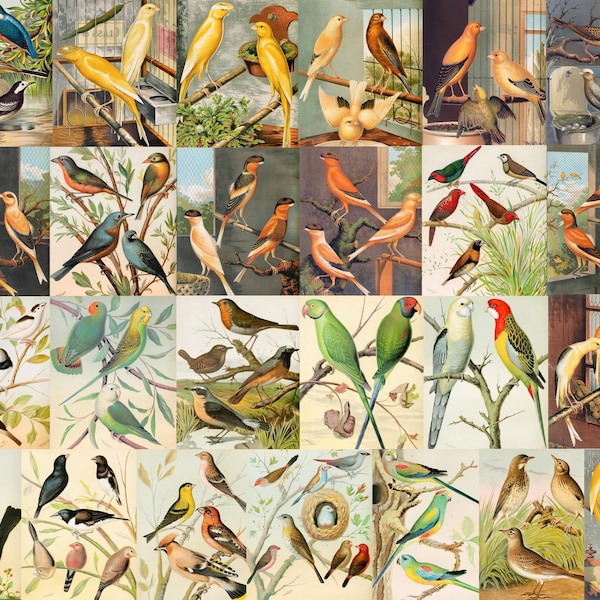 Digital, W.A. Blakston, Caged Birds, 55 x JPGs, Canaries, Parrot, Parrakeet, Nightingale, Cockatoo, Goldfinch, Woodlark Magpie, Finch