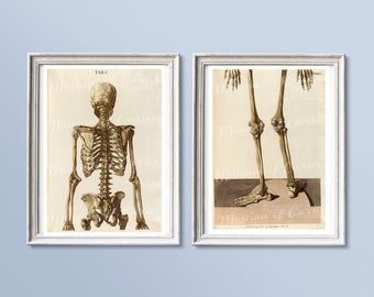 人体骨格解剖学 ヴィンテージ 1940 年代 高解像度デジタル画像 図 骨
