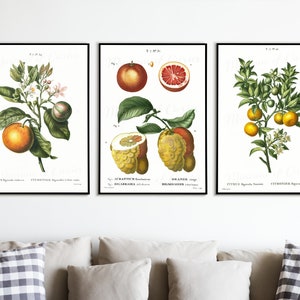 Digitaal, 1800s, Franse Botanische, Sinaasappels, Set van drie prints, Blood Orange, Sevilla Orange, Bitter Orange, INSTANT DOWNLOAD, Twee maten