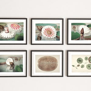 May include: Six framed botanical illustrations of water lilies. The prints feature detailed drawings of the flowers, leaves, and stems in shades of green, white, pink, and brown.