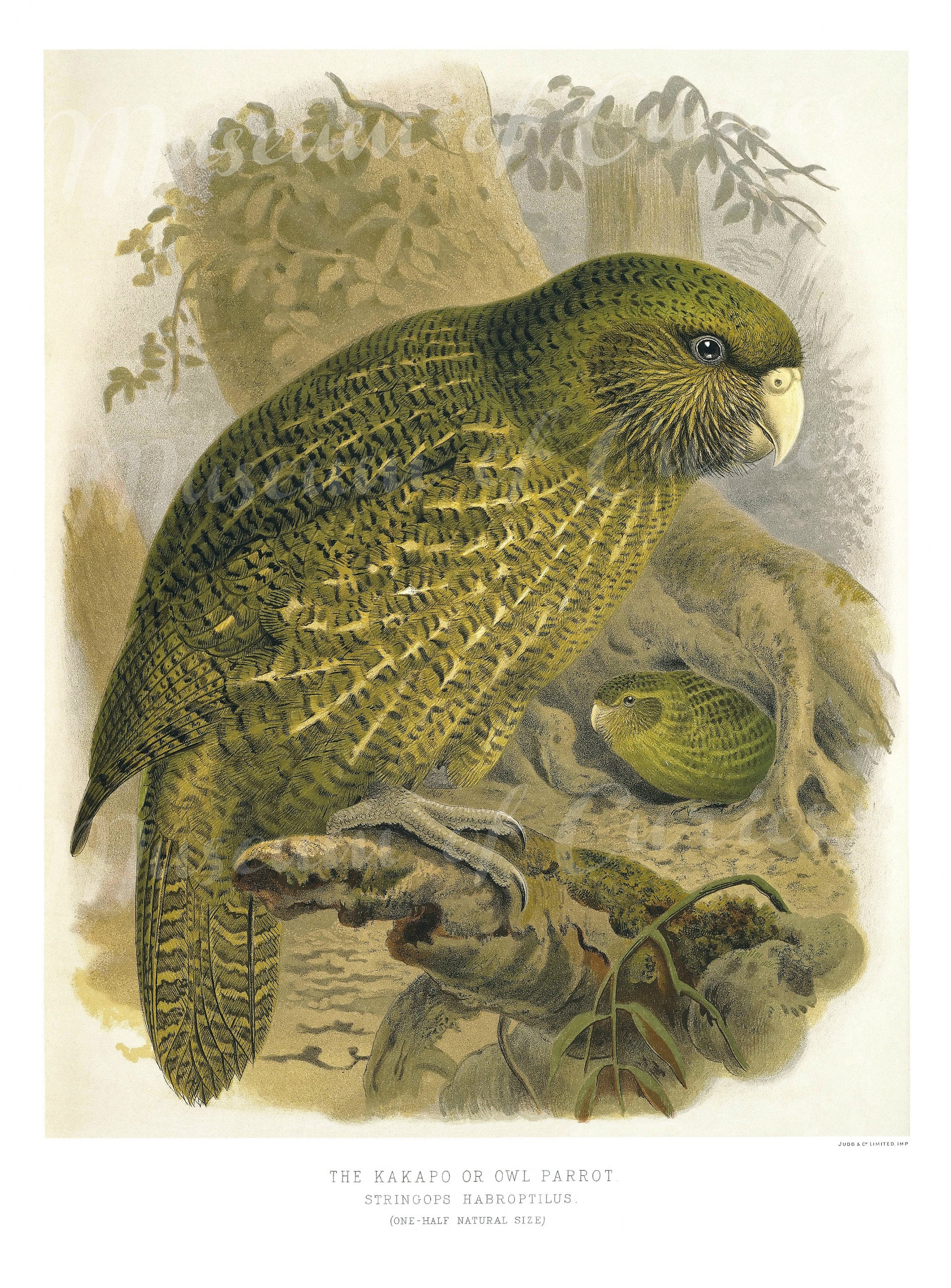 Digital Kakapo, Owl Parrot, New Zealand Bird, Green, 1870s John