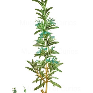 Digital, 1800s, Herb Set, Parsley, Sage, Rosemary and Thyme, Scarborough Fair, Herbal Print Set, INSTANT DOWNLOAD, Botanical Art image 4
