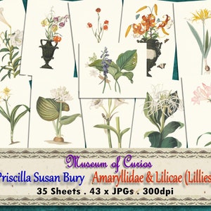 Digital, 1831, 43 Lily Illustrations, 35 sheets, Selection Hexandrian Plants, Amaryllidae, Lilicae, Priscilla Susan Bury, INSTANT DOWNLOAD