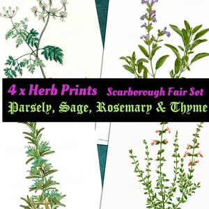 Digital, 1800s, Herb Set, Parsley, Sage, Rosemary and Thyme, Scarborough Fair, Herbal Print Set, INSTANT DOWNLOAD, Botanical Art image 1