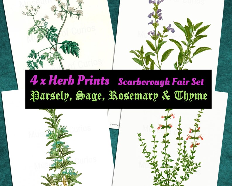 Digital, 1800s, Herb Set, Parsley, Sage, Rosemary and Thyme, Scarborough Fair, Herbal Print Set, INSTANT DOWNLOAD, Botanical Art image 1
