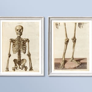 1800s Anatomy Print: Human Skeleton - Front View (Digital Download)