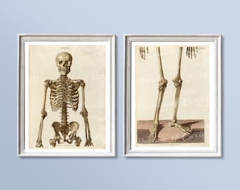 人体骨格解剖学 ヴィンテージ 1940 年代 高解像度デジタル画像 図 骨
