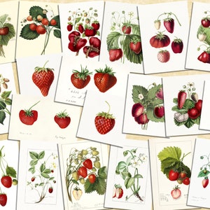 Numérique, années 1900, ensemble de fraises vintage, vingt belles images de fraises, TÉLÉCHARGEMENT IMMÉDIAT, fruits imprimables