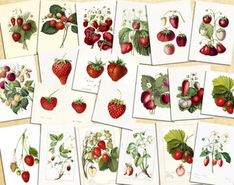 Digital, 1900s, Vintage Strawberries Set, Twenty beautiful strawberry images, INSTANT DOWNLOAD, printable fruit