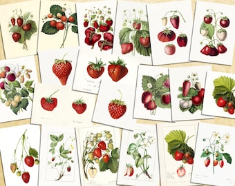 Digital, 1900s, Vintage Strawberries Set, Twenty beautiful strawberry images, INSTANT DOWNLOAD, printable fruit