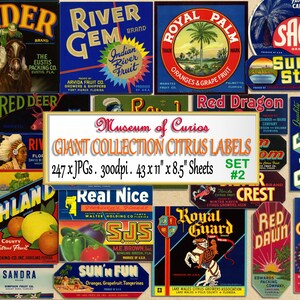 Florida Citrus Label Set: 1930-1950 Vintage Fruit Crate Art (Digital Download)