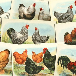 Digital, 16 Poultry Cards, 1913, Coqs, Oies, Canards, Poules, TÉLÉCHARGEMENT INSTANTANÉ, Jacob Biggle, Animaux de ferme