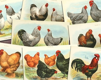Könnte beinhalten: Eine Sammlung von Vintage-Illustrationen verschiedener Hühnerrassen. Die Illustrationen sind im Aquarellstil gehalten und zeigen detaillierte Darstellungen des Gefieders, der Kämme und der Kehllappen der Hühner. Die Illustrationen sind mit den Rassenbezeichnungen und den Plattennummern beschriftet.