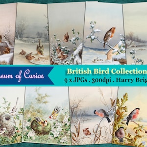 Numérique, Harry Bright, British Birds Collection, 9 x JPGs, Fin des années 1800, TÉLÉCHARGEMENT INSTANTANÉ, Robins, Bouvreuil, Pinson d’or, Bruant de corail