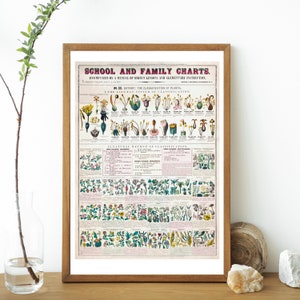 Digital, 1862, School- en familiekaarten, Botanische kaart XX11, Plantkunde: de classificatie van planten, INSTANT DOWNLOAD