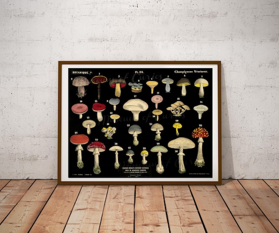 Digital, Mushrooms Botanical Chart, INSTANT DOWNLOAD, Educational, 30 types, printable home decor
