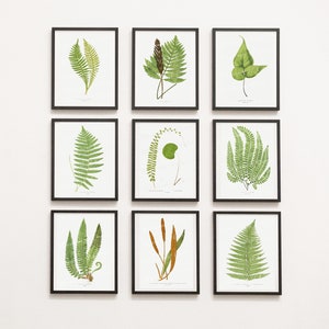 Digitales Set von neun britischen und exotischen Farnen, Serie #1, Edward Lowe, botanische Illustrationen des 19.