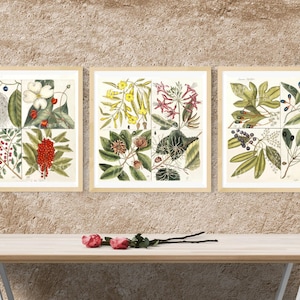 Mark Catesby Botanical Prints: Carolina Flora Art (Digital Download)