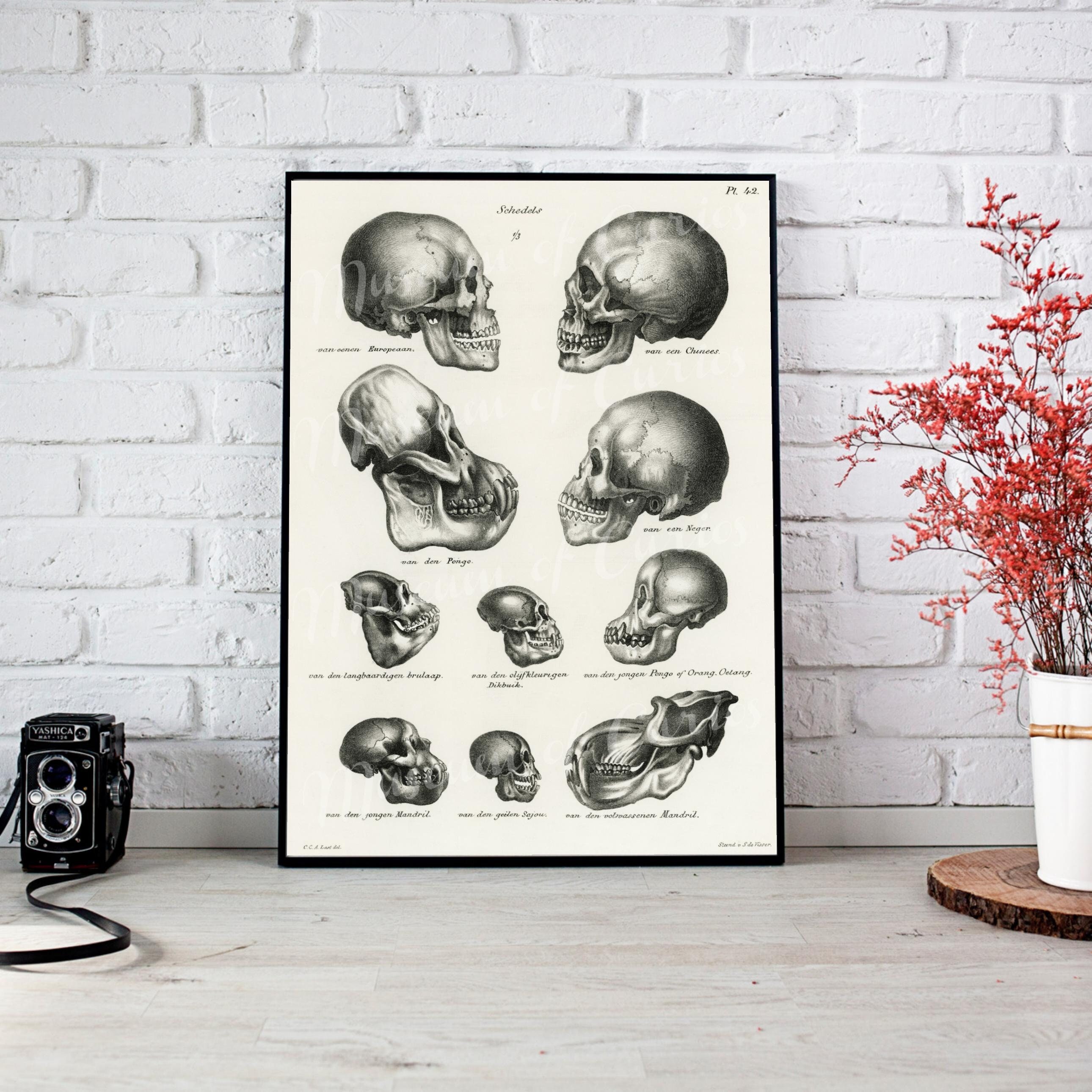 デジタルプリント、人間、猿、類人猿の頭蓋骨、1845年、Schinz de