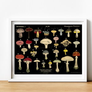 May include: A vintage botanical illustration of various types of mushrooms. The image features 36 different mushrooms with detailed illustrations of their caps, stems, and gills. The mushrooms are labeled with numbers and scientific names. The image is printed on a white background with a black border.