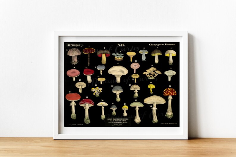 May include: A vintage botanical illustration of various types of mushrooms. The image features 36 different mushrooms with detailed illustrations of their caps, stems, and gills. The mushrooms are labeled with numbers and scientific names. The image is printed on a white background with a black border.